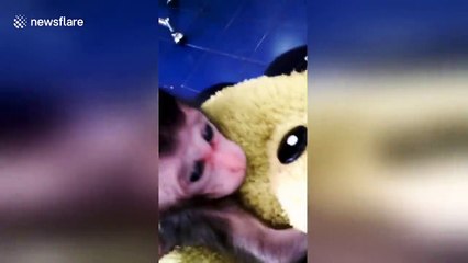 Ce bébé singe se cramponne à une peluche chez le vétérinaire !