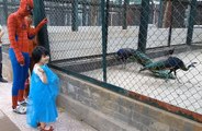 Gia Linh và người nhện xem công và vẹt trong vườn sở thú ! Visit the zoo / Cute Anim