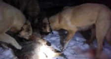 Kangal Köpekleri Sürüye Saldıran Kurdu Böyle Boğdu