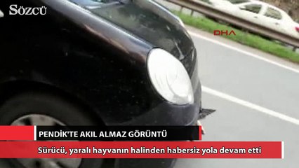 Tampona sıkışan köpekle dakikalarca ilerledi