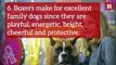 12 Fun and Furry Facts on the Boxer | Rare Animals