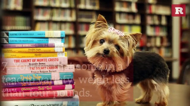 12 Fun and Furry Facts on the Yorkie | Rare Animals