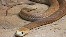Top 5 Das Cobras Terrestres Mais Venenosas_2 e 3