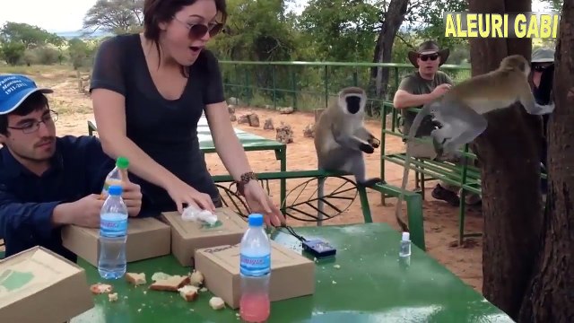 Amigos salvajes amistades entre humanos y fieras