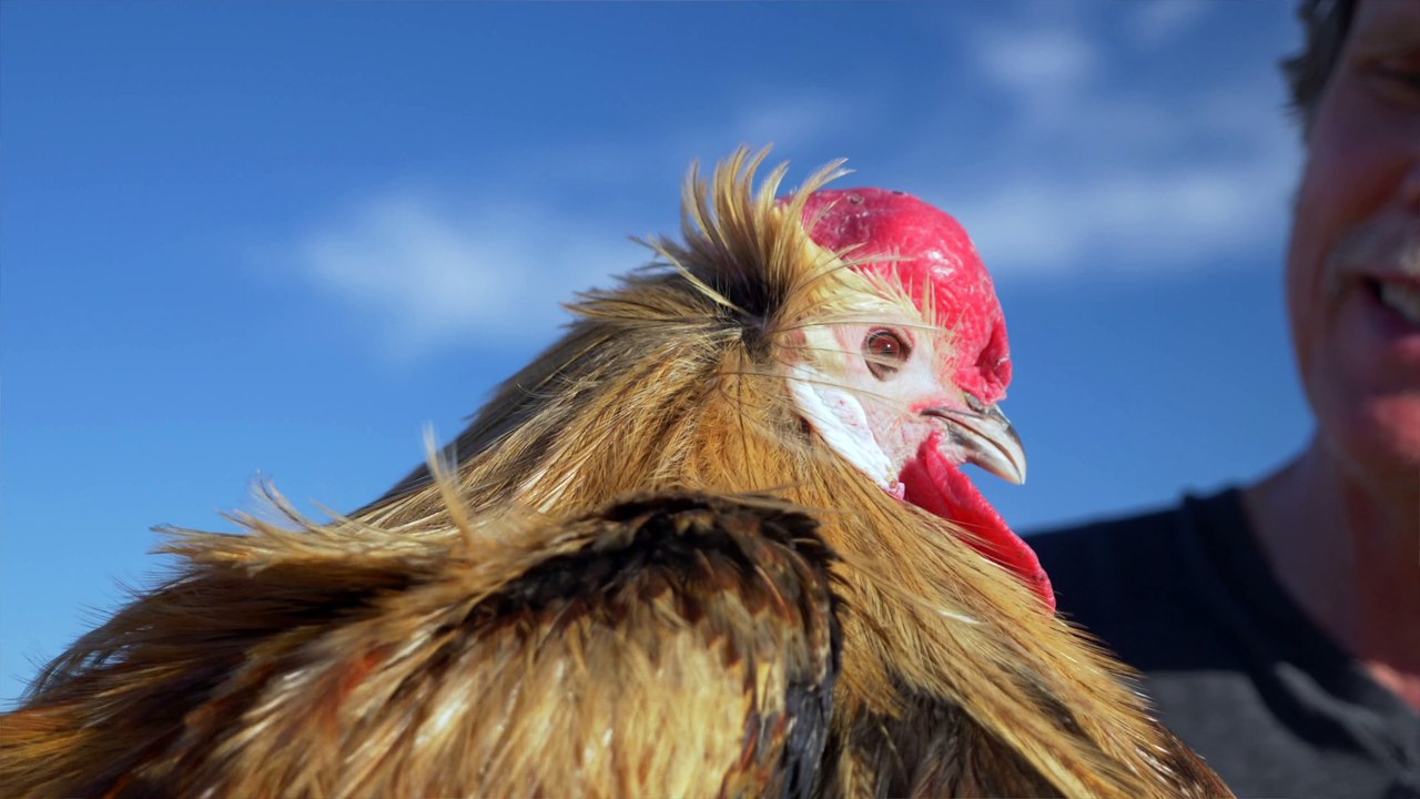The Perfect Feather