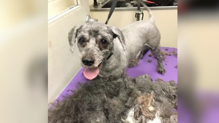 These Shelter Dog Makeovers Will Melt Your Heart