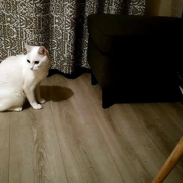 Sneak Attack Cat