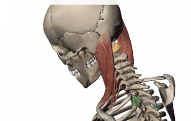Cuidado, seu celular pode acabar com a sua coluna cervical; aprenda se cuidar