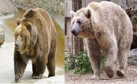 Os Maiores Predadores - Ursos Pardos e Ursos Polares