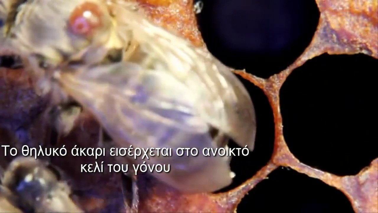 ΒΑΡΡΟΑ