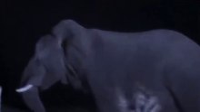 Caçadas De Leões A Elefantes Nas Sombras Da Noite