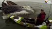 Ce kayakiste se retrouve face à 2 baleines en pleine chasse... Magnifique