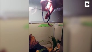 Can’t teach an old goldfish new tricks – Goldfish jumps through hoop