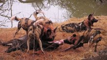 Mabecos Assassinos Junto d' Água - Interdito A P Sensíveis