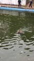 Wild Boar Takes Dip in Japanese School Swimming Pool