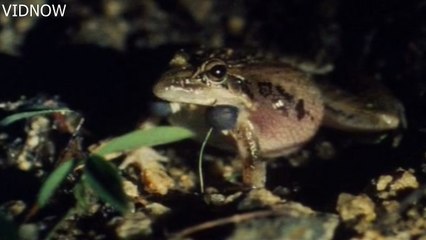 grey tree frog tadpole care