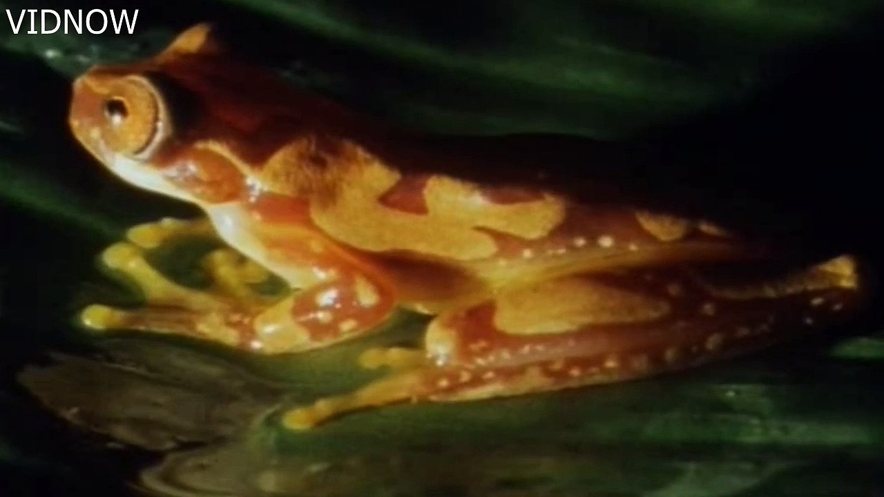 beautifull frogs