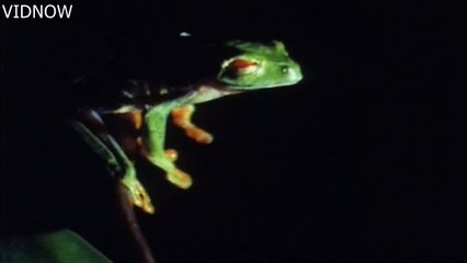 Beautiful Toads