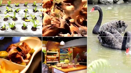 Alagang Magaling S8 EP13 - KALAPATINEUR - ARCHIE YU