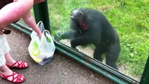 ペットボトルの飲み物を「持って来い」と指示するチンパンジーが人間らしすぎる