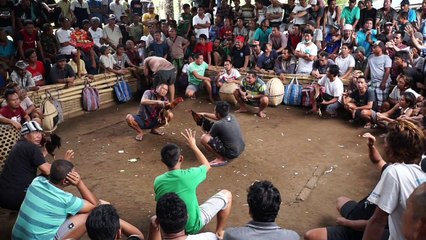 Volcanic eruptions no match for cockfighting, Bali-style
