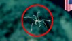 Caught on cam: Deep sea footage shows hypnotic dance of a deep sea spider - TomoNews