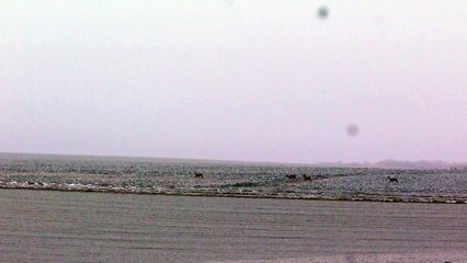 chevreuils dans le givre