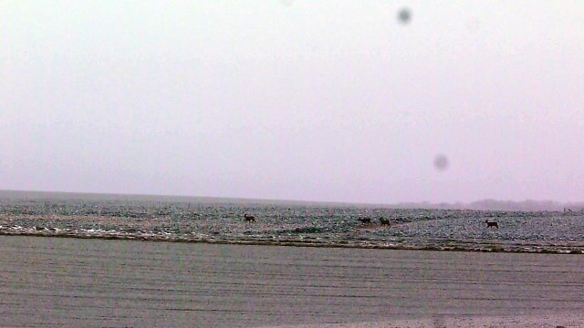 chevreuils dans le givre