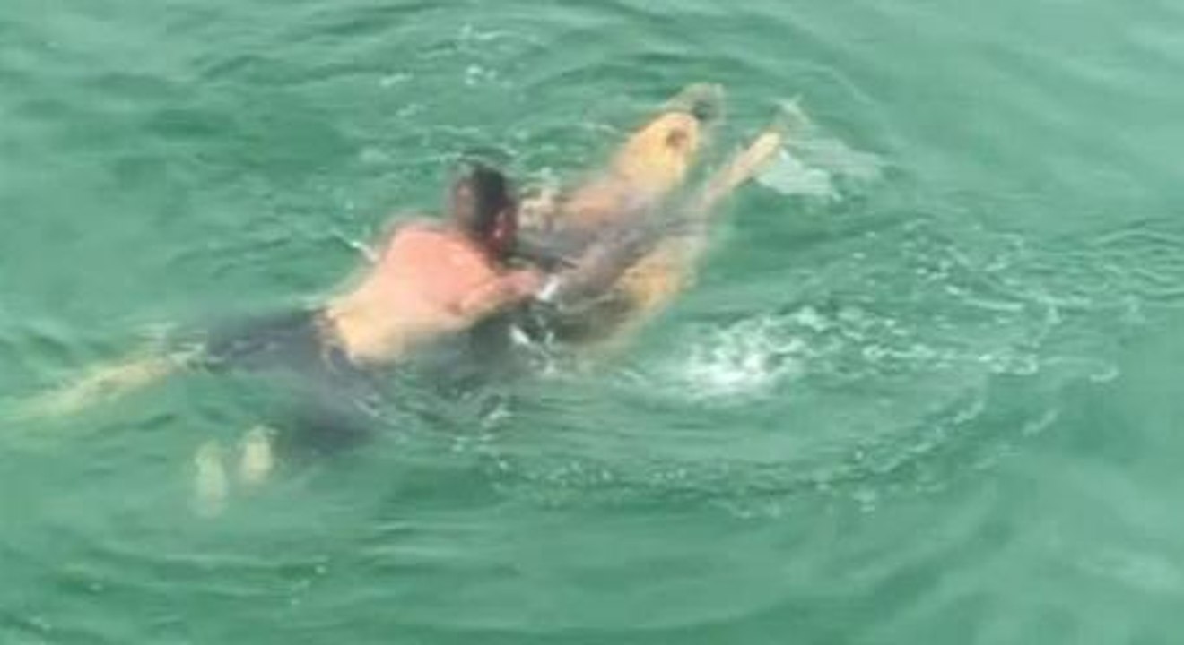 A Beautiful, Intimate Dance Between A Giant Turtle And The Man Trying To Save It From Being Strangled By A Fishing Line