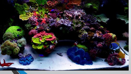 Leading Fish Aquarium Manufacturers