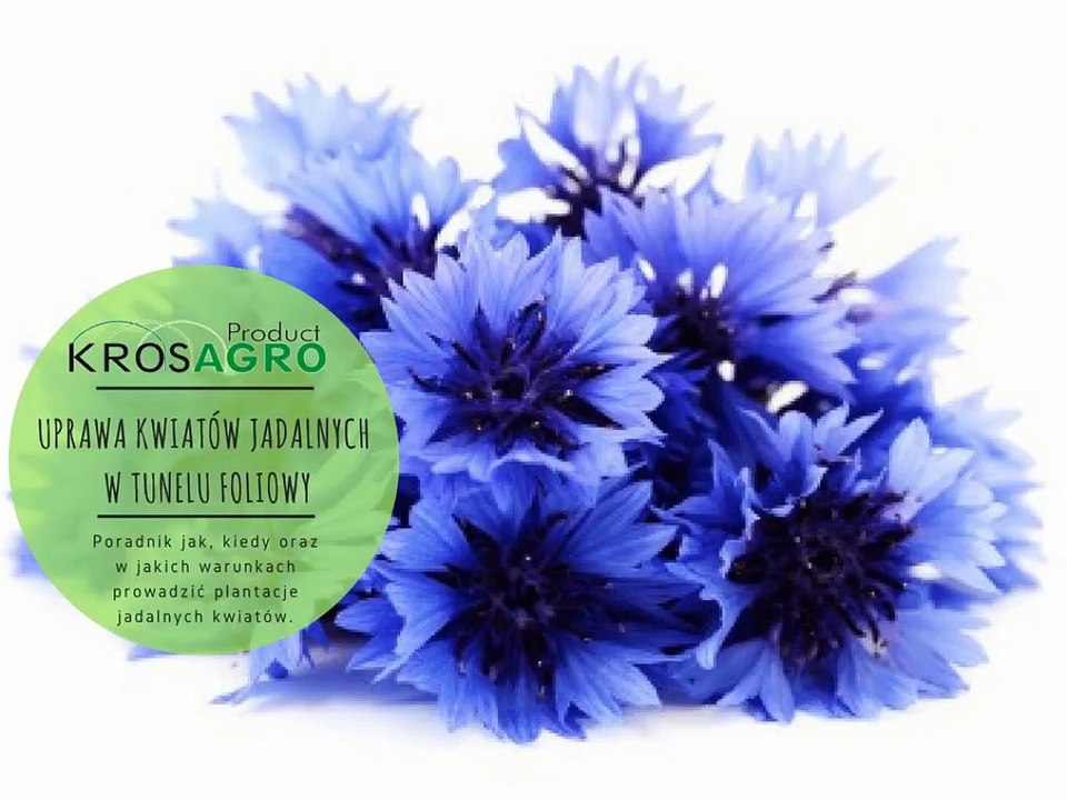 Uprawa jadalnych kwiatów