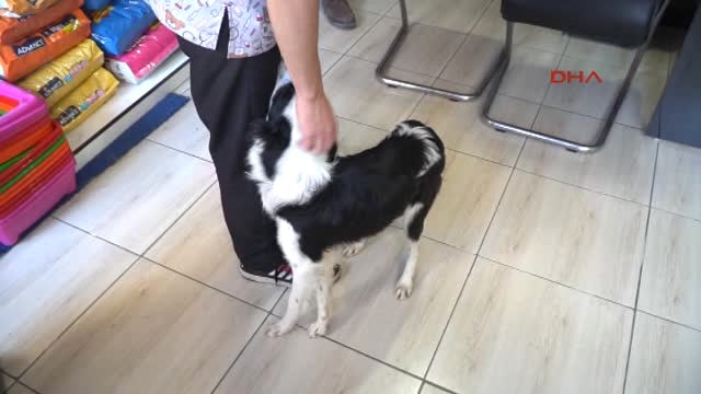 Edirne Veteriner, Aracın Çarptığı Yaralı Köpeği Tedavi Edip, Sahiplendi