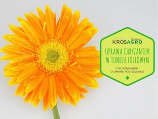 Uprawa chryzantem w tunelu foliowym