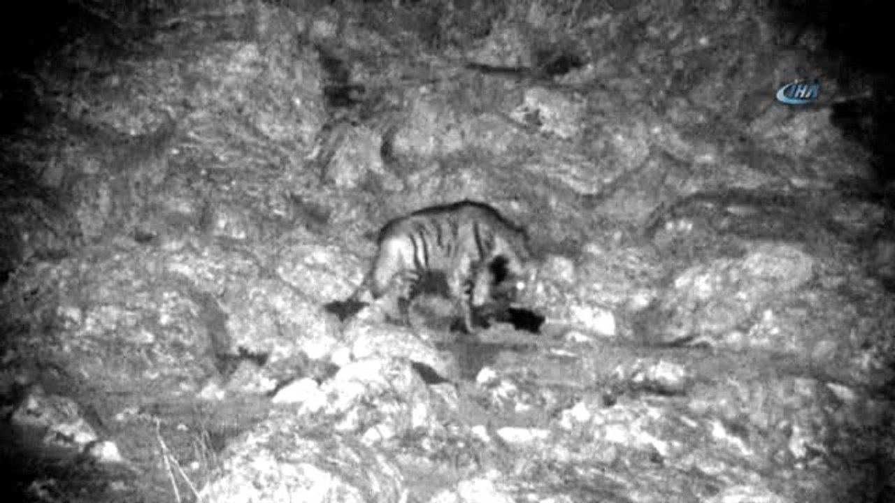 Nesli Tükenme Tehlikesi Altında Olan Çizgili Sırtlan Kameralara Takıldı