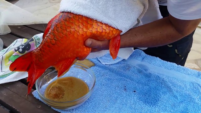 Il vide les oeufs de sa Carpe Koy pleine. Plus de 1L d'oeufs