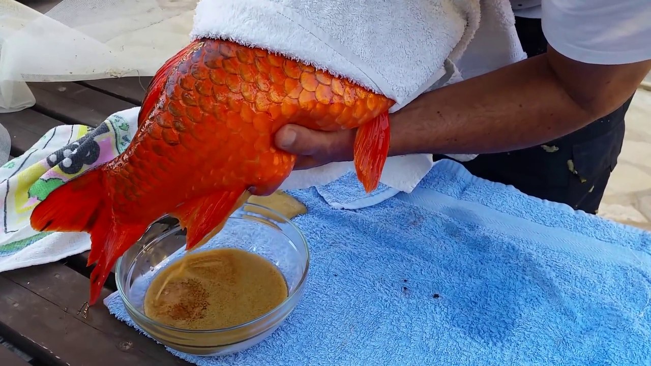 Il vide les oeufs de sa Carpe Koy pleine. Plus de 1L d'oeufs