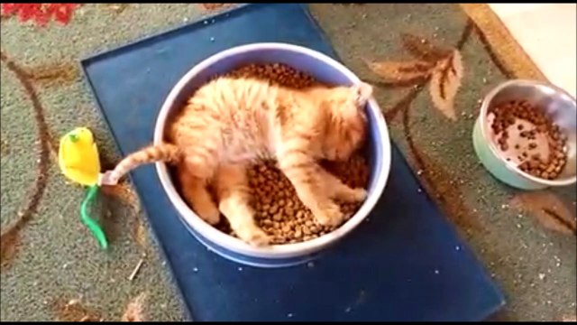 Mieux que le paradis pour un chat... Adorable