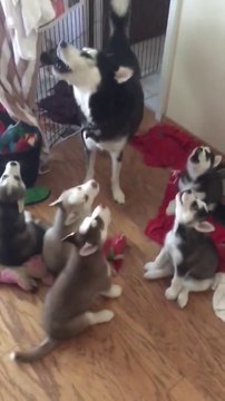 Cette maman Husky apprend à ses petits à hurler... Tellement mignon mais un peu bruyant