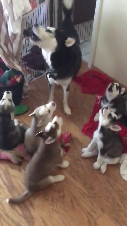 Cette maman Husky apprend à ses petits à hurler... Tellement mignon mais un peu bruyant