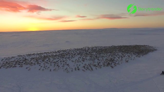 Un troupeau de milliers de rennes filmé par un drone