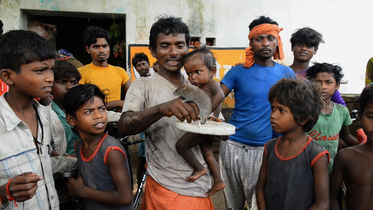 En Inde, la vie de misère des "mangeurs de rats"