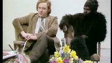 Not The Nine O'Clock News - Gerald the gorilla