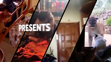 Impossible de ne pas rire devant la compilation ultime des animaux