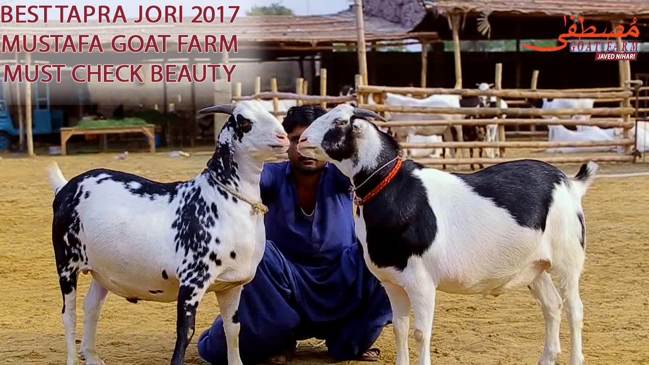 Black & White Tapra Jori I Mustafa Goat Farm I Javed Nihari I MA SHA ALLAH I Love I Parrot Studio