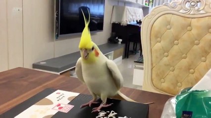 Animals are so funny that you can die of laughter - Funny animal compilation 2017.Watch & laugh!