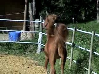 Pure sang arabe_0001