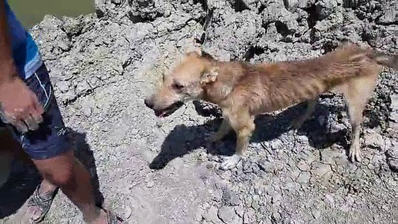 Aç Kalan Köpek İçin Balık Tutan Adam