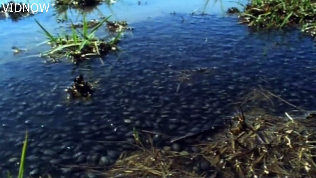 male bullfrog digs channel to save tadpoles-frog eats frog