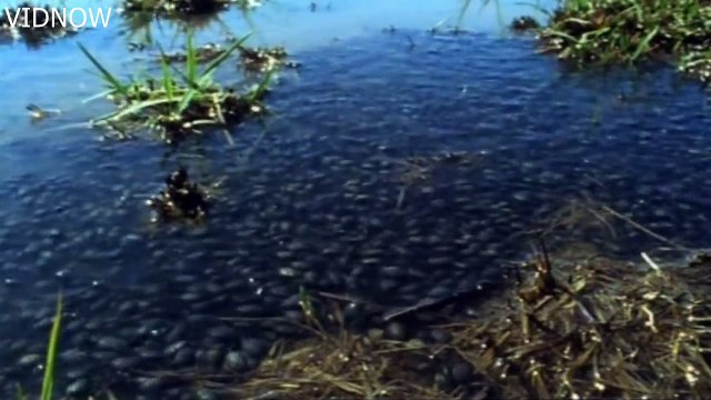 male bullfrog digs channel to save tadpoles-frog eats frog