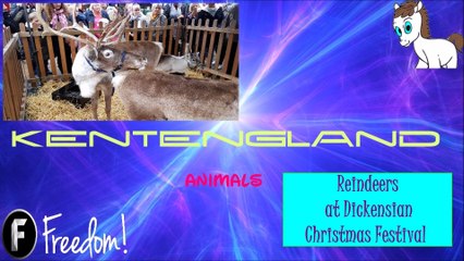 Reindeers at the Dickensian Christmas Festival.